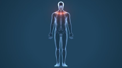 3d human body with internal organs